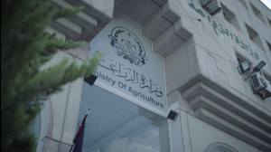 الزراعة: لم نسجل أي إصابة بالحمى القلاعية خلال الـ 72 ساعة الماضية