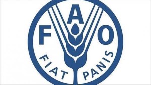 فاو: انخفاض أسعار الغذاء العالمية في شباط