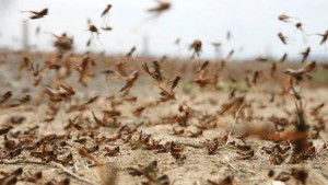 الزراعة تنفي انتشار أسراب من الجراد في الرمثا