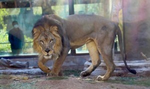 غزة .. وفاة طفل هاجمه أسد بحديقة للحيوانات