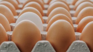 (كرتونة البيض) .. اختراع يدر 8 مليارات دولار سنويا