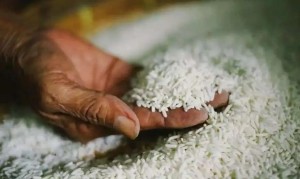 اجتماع بالغذاء والدواء حول الأرز المضبوط بالزرقاء