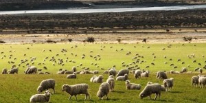 ما قصة اللحم الأوروغواياني بالسوق الاردني؟