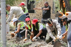 الملكية الأردنية تواصل جهودها لتعزيز الاستدامة البيئية وتزرع الف شجرة بمحمية الأزرق