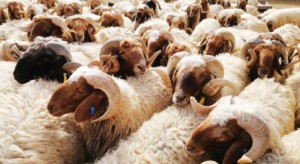 اسعار الاضاحي.. هل ستكون بمتناول المواطن؟