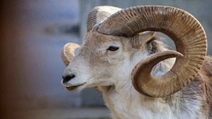 شخص يلتهم خروفا يزن 15 كغ خلال نصف ساعة فقط! (فيديو)