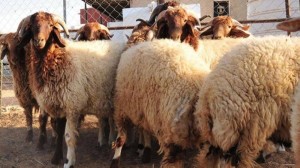 تصدير 46 ألف رأس من الخراف إلى الأسواق الخليجية