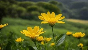 فلكيًا الخميس أول أيام فصل الربيع في الأردن