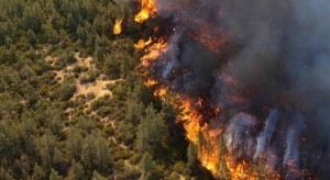 عجلون: حريق يلتهم 6 دونمات من الأشجار المثمرة في راجب