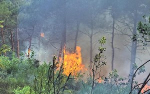 بدعم أردني ودولي .. حرائق اللاذقية تحت السيطرة شبه الكاملة