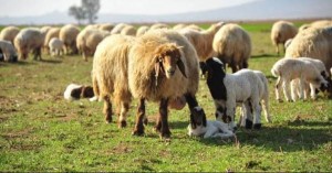 الأردن يوقف إصدار رخص استيراد الأغنام الحية من سوريا