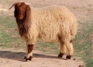 انخفاض غير مسبوق بأسعار لحم الخروف السوري في شمال الأردن