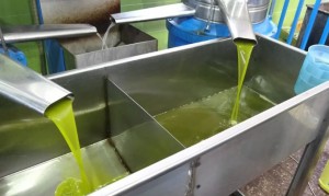 دعوة لتأجيل شراء زيت الزيتون .. وحماية المستهلك: سعر التنكة يصل 150 دينارًا