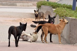مصدر أمني ينفي وفاة طفلة بإربد نتيجة عقر الكلاب