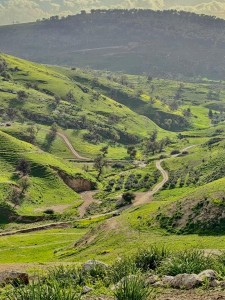 بالفيديو ... ربيع الأردن 2026 يسرق القلوب… ومؤثرون قطريون: كأنها قطعة من الجنة