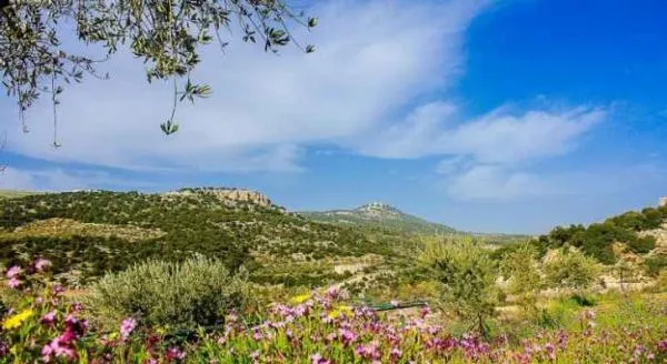الأربعاء .. أجواء ربيعية دافئة في أغلب المناطق
