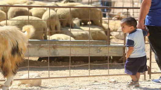 بلدية السلط تحدد مواقع بيع الأضاحي وتؤكد منع إقامة الحظائر على طريق السرو